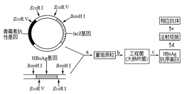 乙肝基因工程疫苗生產(chǎn)和使用過程 乙肝基因工程疫苗生產(chǎn)和使用過程
